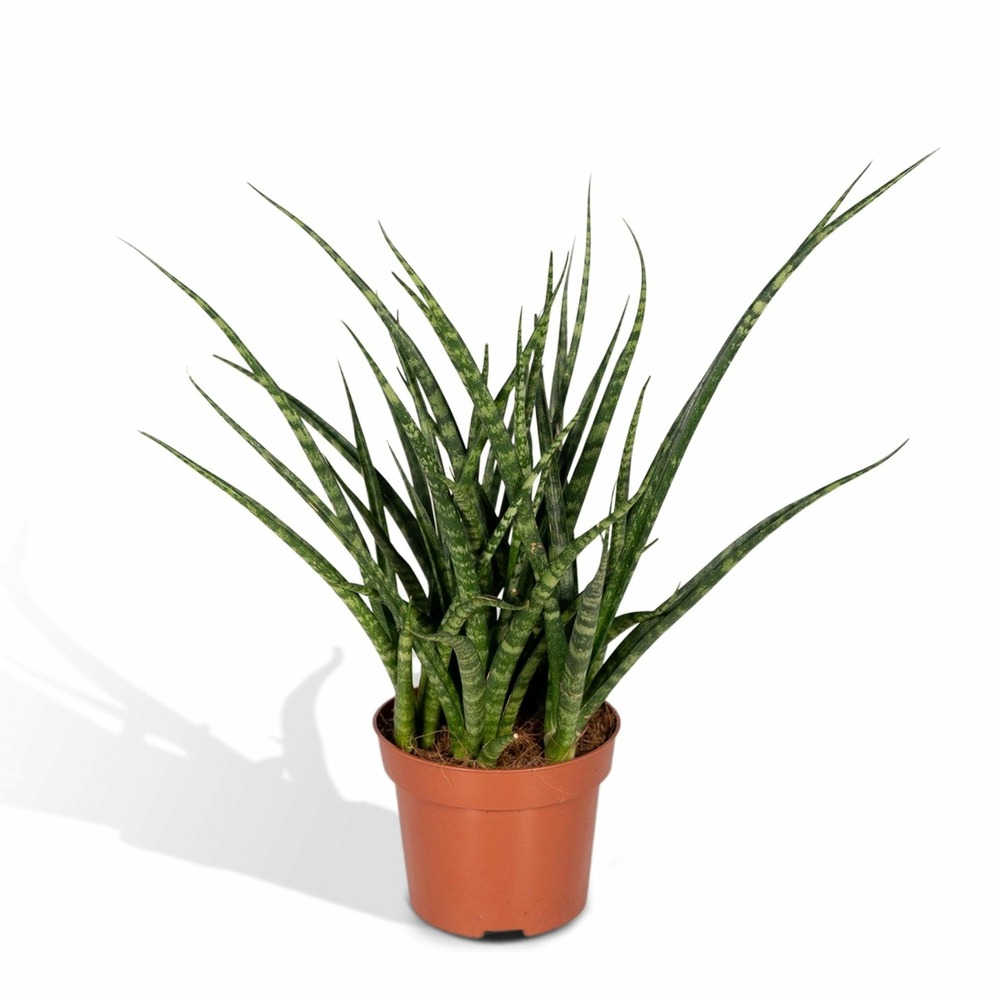 Plante d'intérieur - sansevieria fernwood punk h30cm 30cm