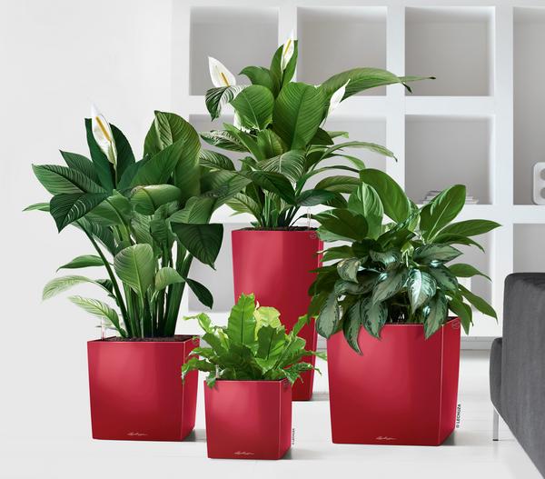 LECHUZA® CUBE, All-in-One Set