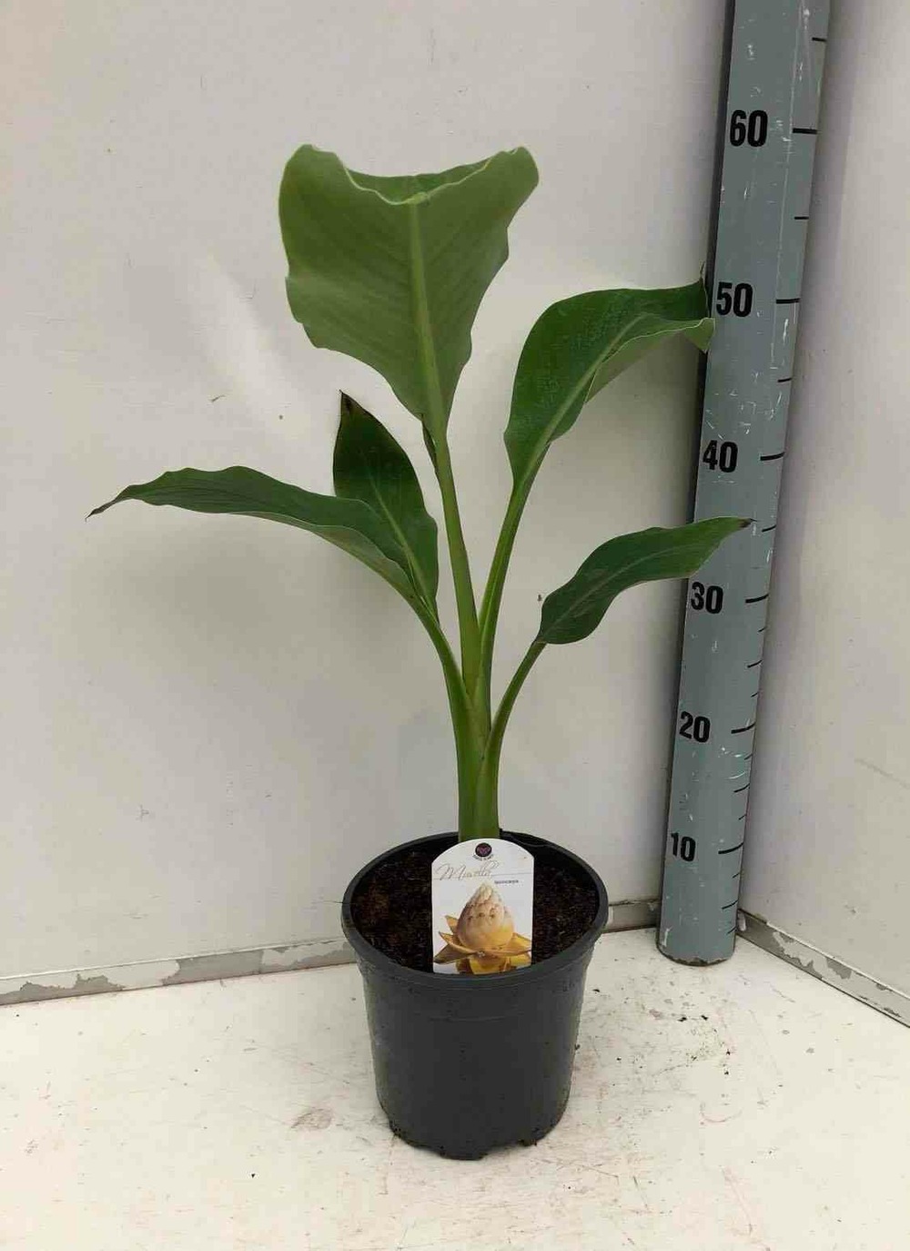 Musella lasiocarpa (bananier lotus d'or) jaune - taille pot de 2 litres ? 20/30 cm