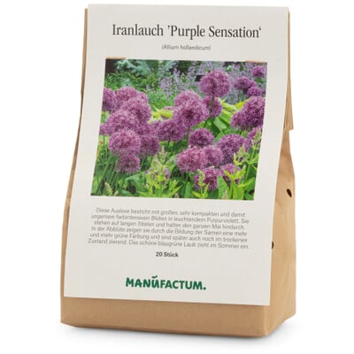 Blumenzwiebeln Iranlauch 'Purple Sensation'