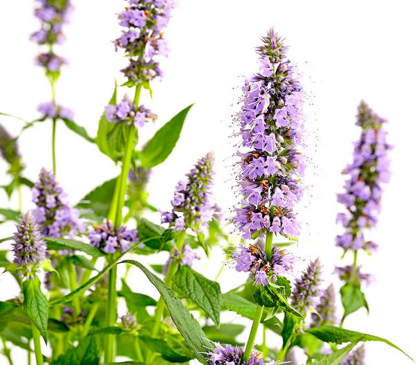 Koreanische Minze 'Blue Fortune'