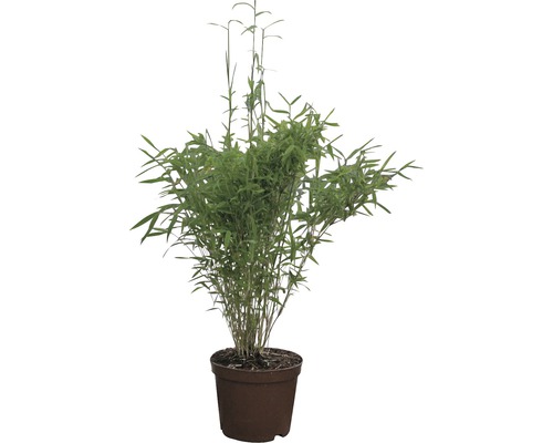 Zonbestendige tuinbamboe FloraSelf Fargesia rufa H 40-60 cm Co 5 L