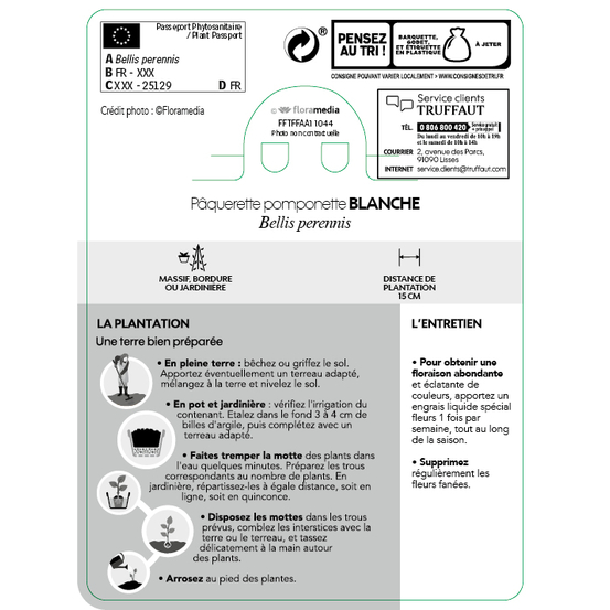 Pâquerette pomponnette blanche : barquette de 10 plants