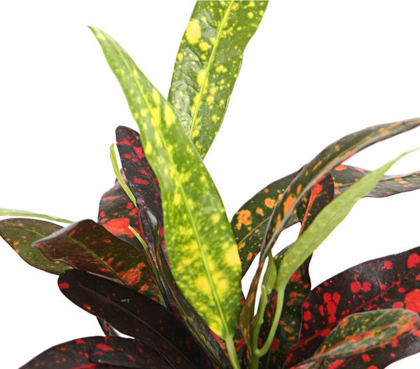 Wunderstrauch - Codiaeum variegatum,