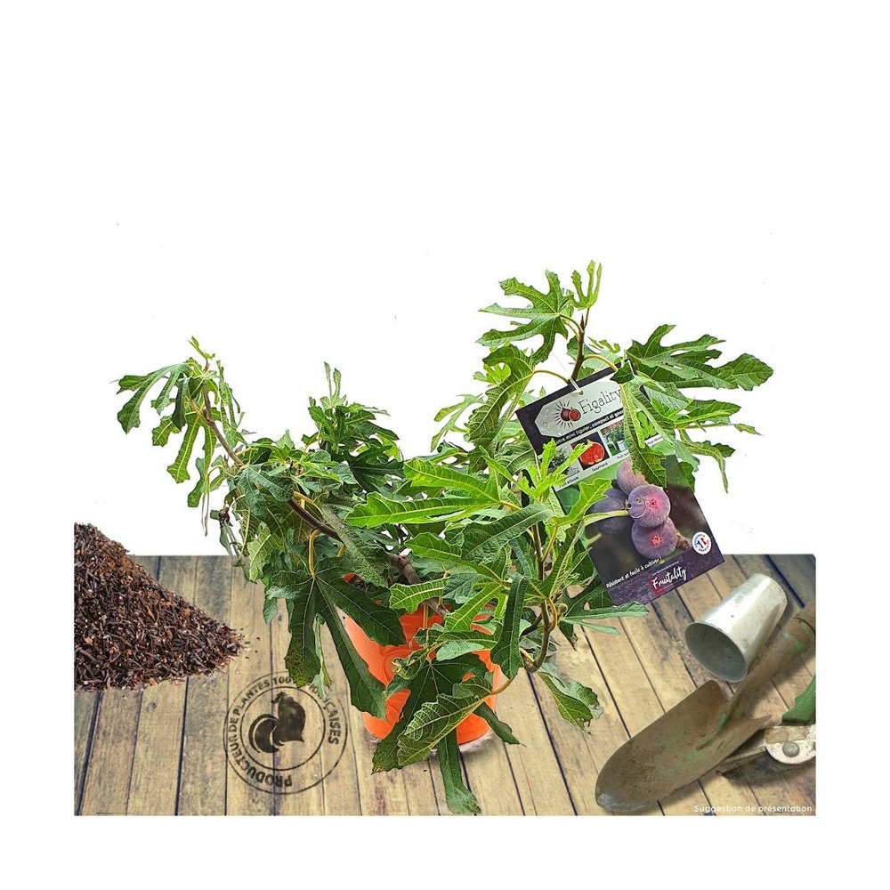 Figuier carica figality®/ficus carica figality®[-]pot de 10l - 60/80 cm