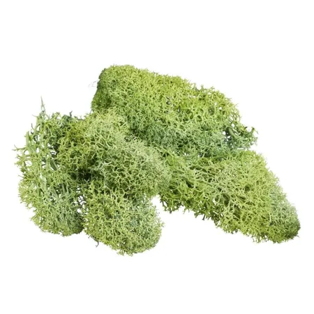 hobbyfun Islandmoos 20 gr. hellgrün