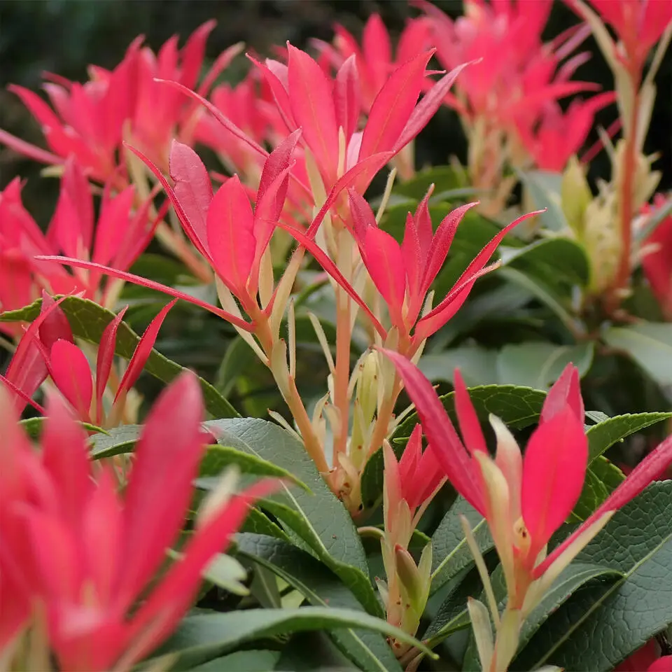 Rotsheide - Set van 4 - Pieris 'Forest Flame' - Hoogte 25-40cm - ⌀17cm