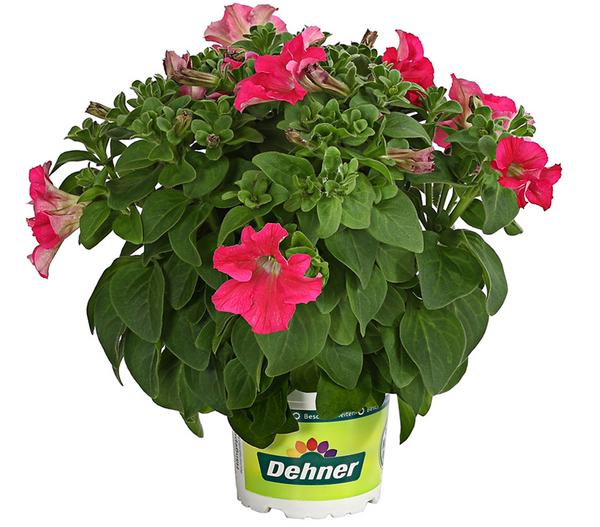 Hängepetunie 'Surfinia', verschiedene Farben