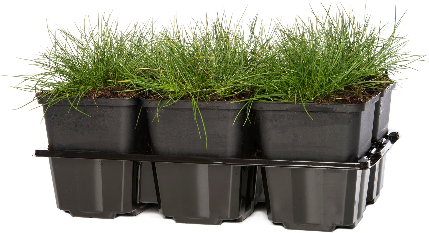 Blauwgras (Festuca gautieri 'Pic Carlet') D 9 H 10 cm