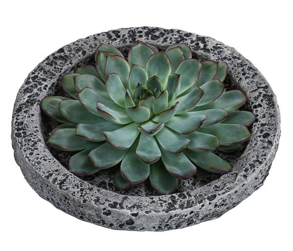 Echeverie - Echeveria in Beton-Schale, ca.