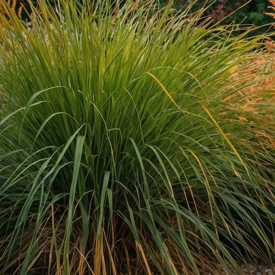 Prachtriet - Set van 2 - Miscanthus 'Gracillimus' - Hoogte 40-60cm - ⌀23cm