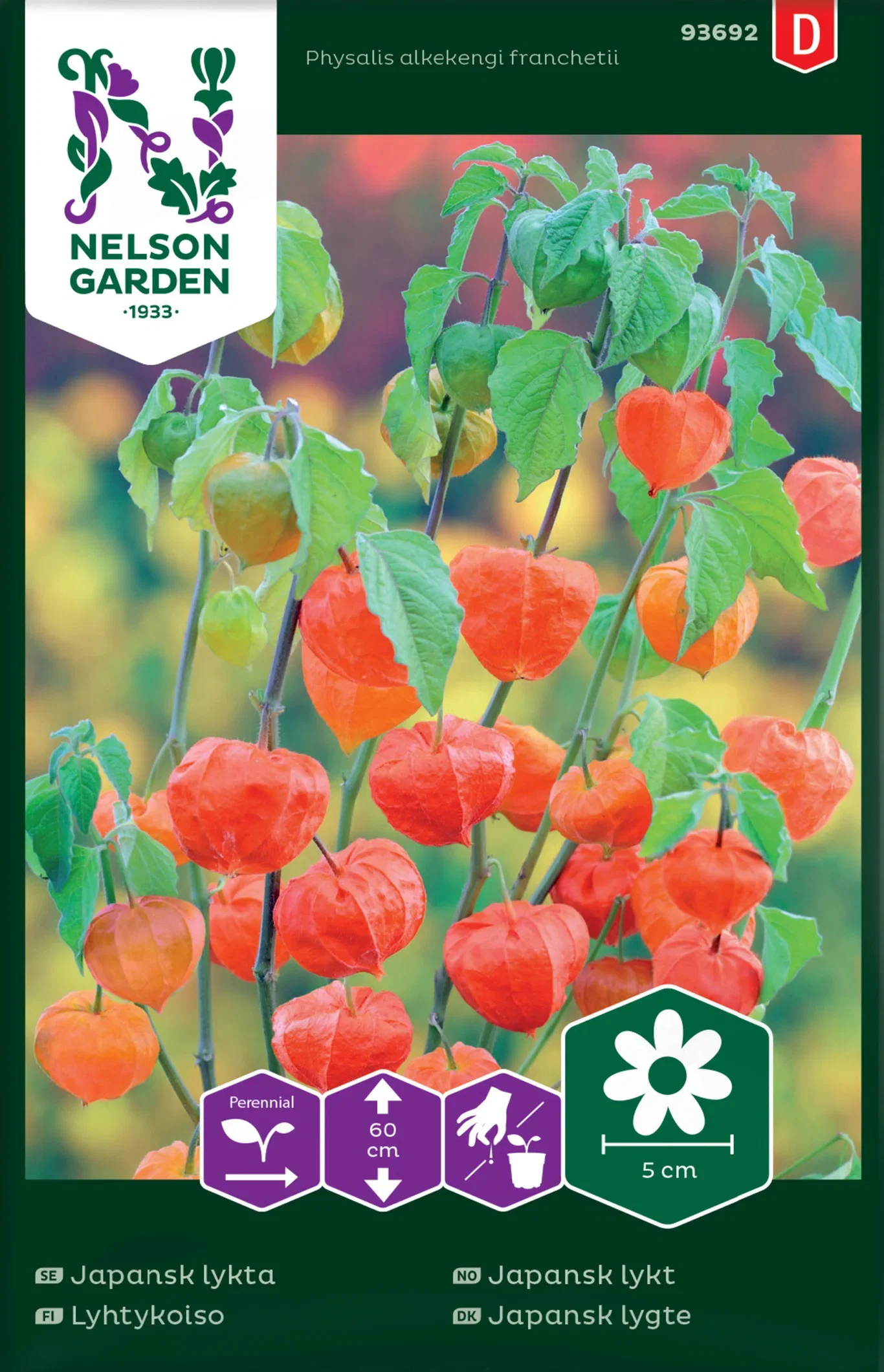 Physalis alkekengi franchetii Japansk lykt