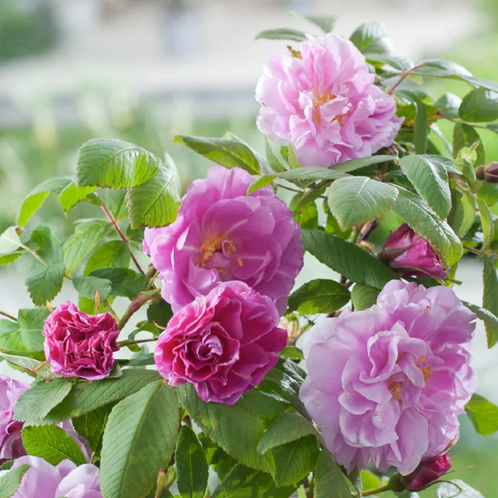 Rosa 'Thérèse Bugnet' 3L Buskrose 'Thérèse Bugnet' Ø19 cm