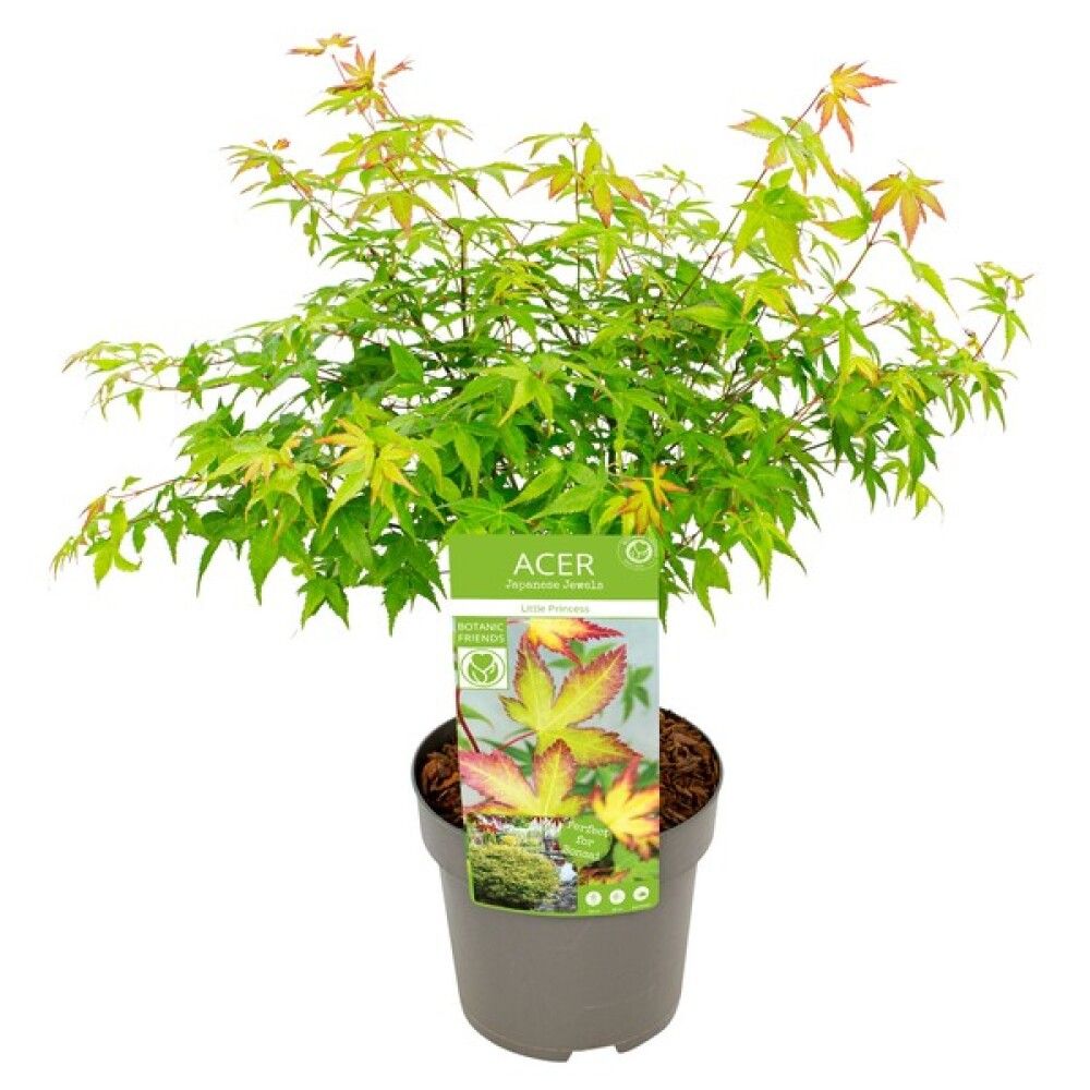 LØNN ACER PALM LITTLE PRINCE 19CM