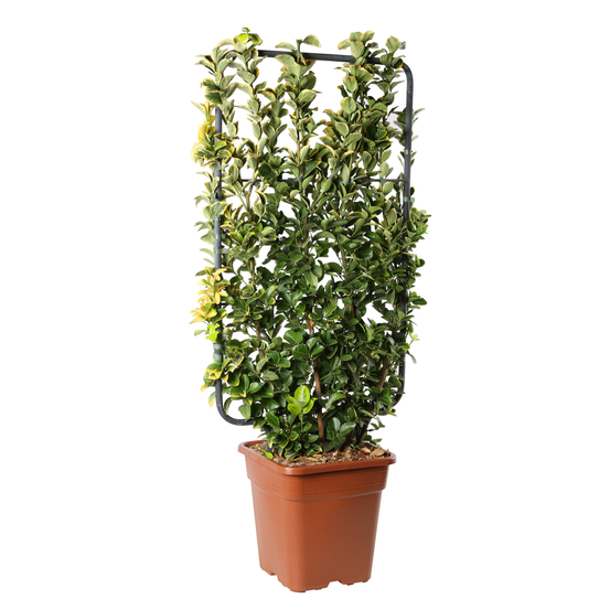 Euonymus 'Aureomarginatus' - Pot 18L