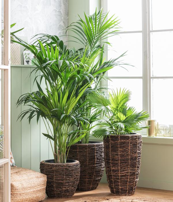 Kentiapalme - Howea forsteriana