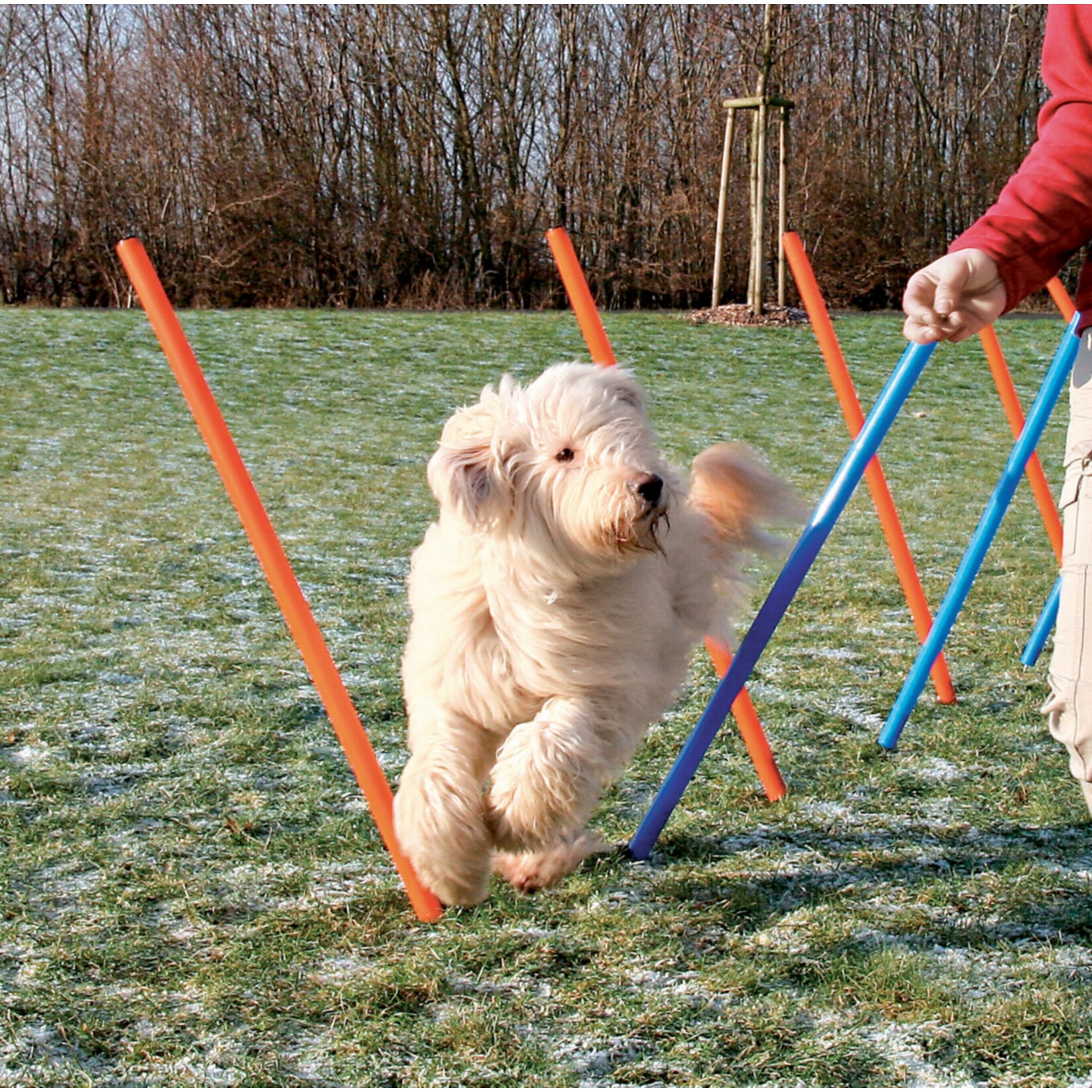 Dog - Agility - Slalom