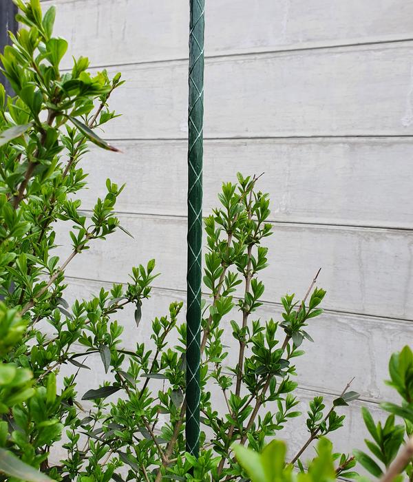 Dehner Fiberglas-Pflanzenstab