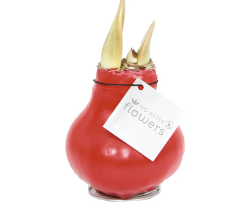 Amaryllis, Ridderster in rode was FloraSelf Hippeastum