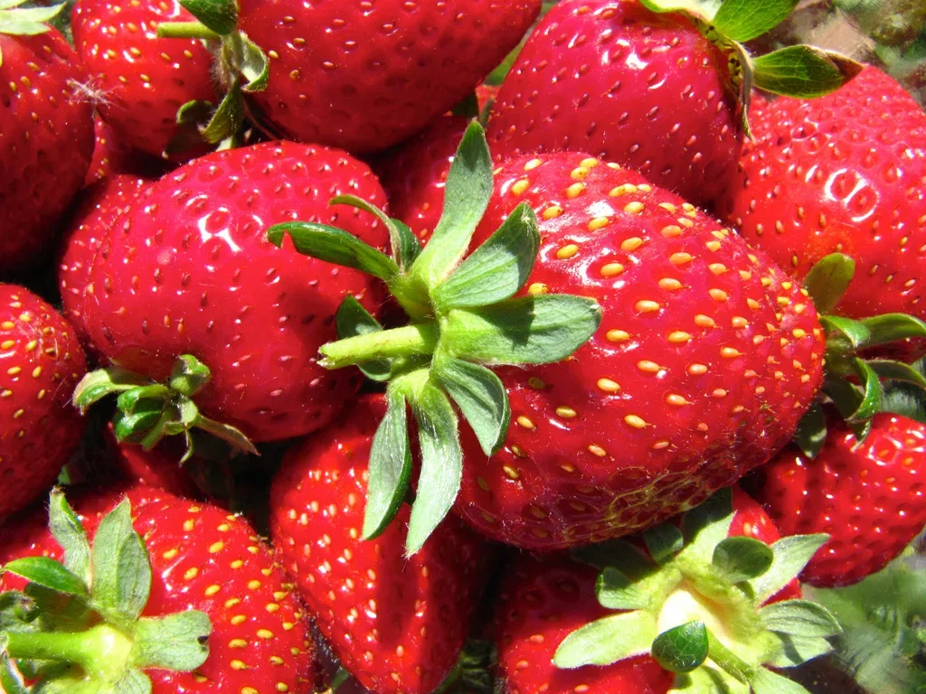 Fragaria x ananassa 'Korona' Jordbær 'Korona' 6 pk