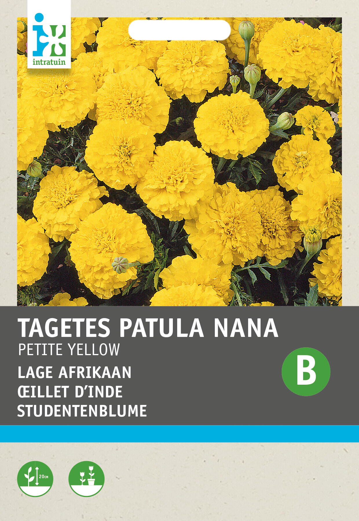 Intratuin bloemenzaad Afrikaantje dubbel laag (Tagetes patula nana 'Petite Yellow')