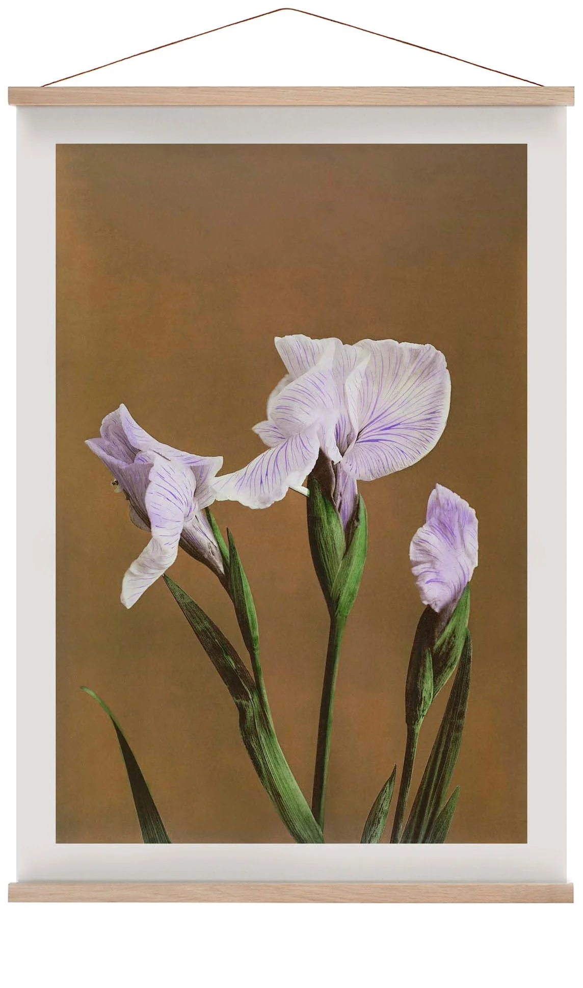 Drei Iris Kæmpferi von Ogawa Kazumasa