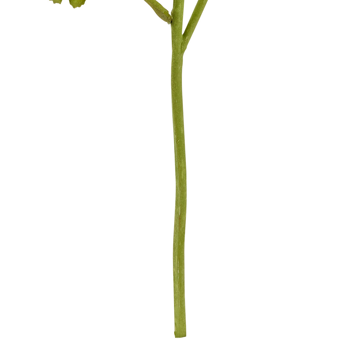 Kunstblume Ranunkel weiss