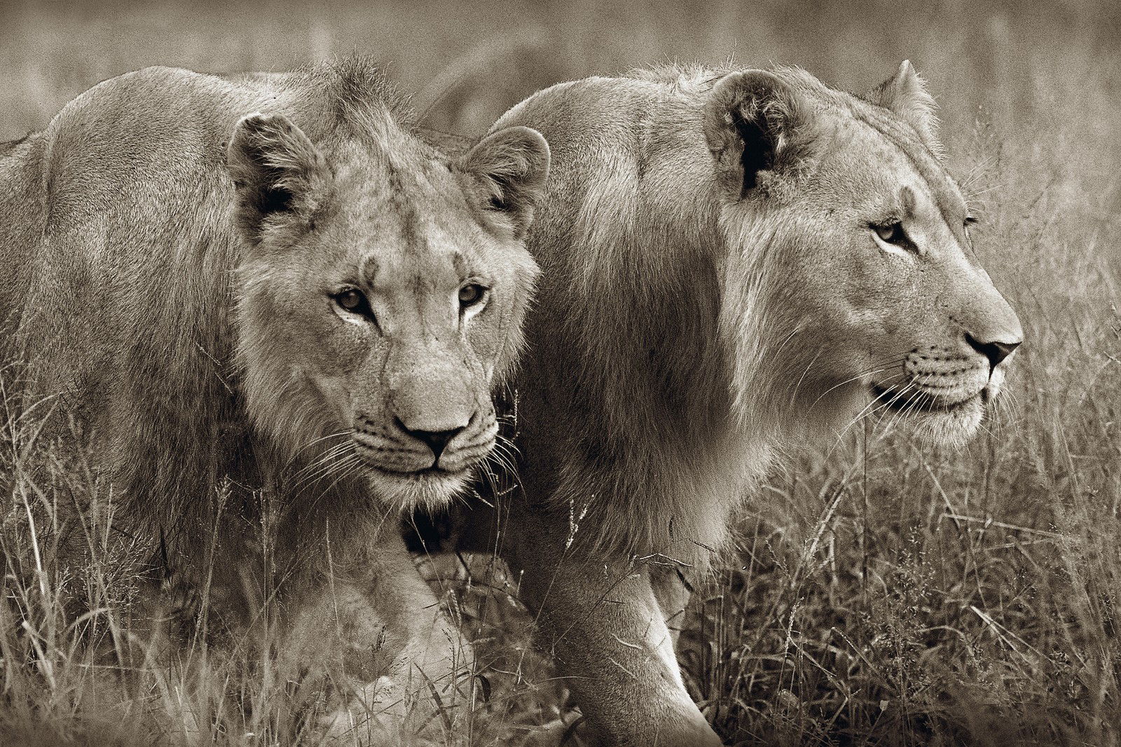 Young male lions by Horst Klemm - Limited Edition. Edition of: 100. Signed.