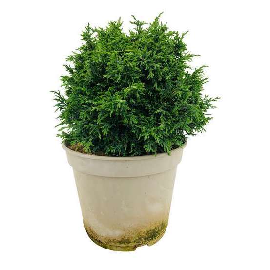 Chamaecyparis Lawsoniana 'Forsteckensis' : hauteur 25 /30cm, pot 4L