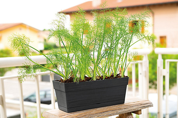Jardinière à réserve d'eau Deroma Save R anthracite 28 x 11 x h.11 cm