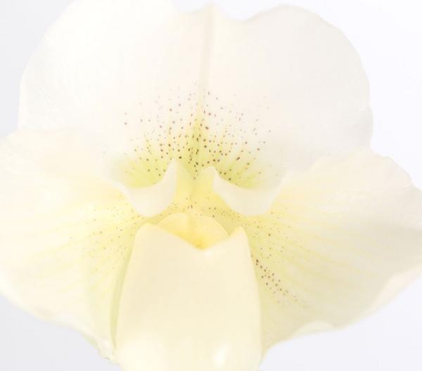 Frauenschuh - Paphiopedilum Complex Culitvar