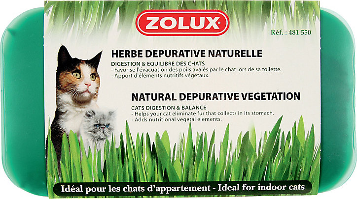 Herbe à chat dépurative nature