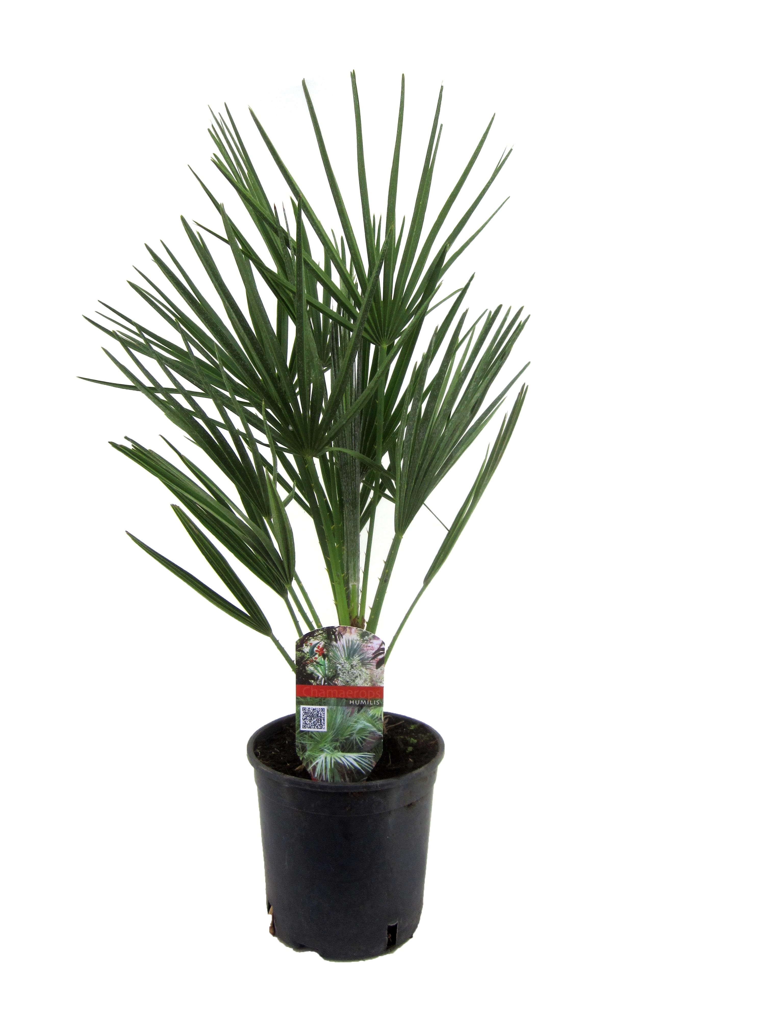 Chamaerops humilis - palmier nain européen - pot 15cm - hauteur 50-60cm