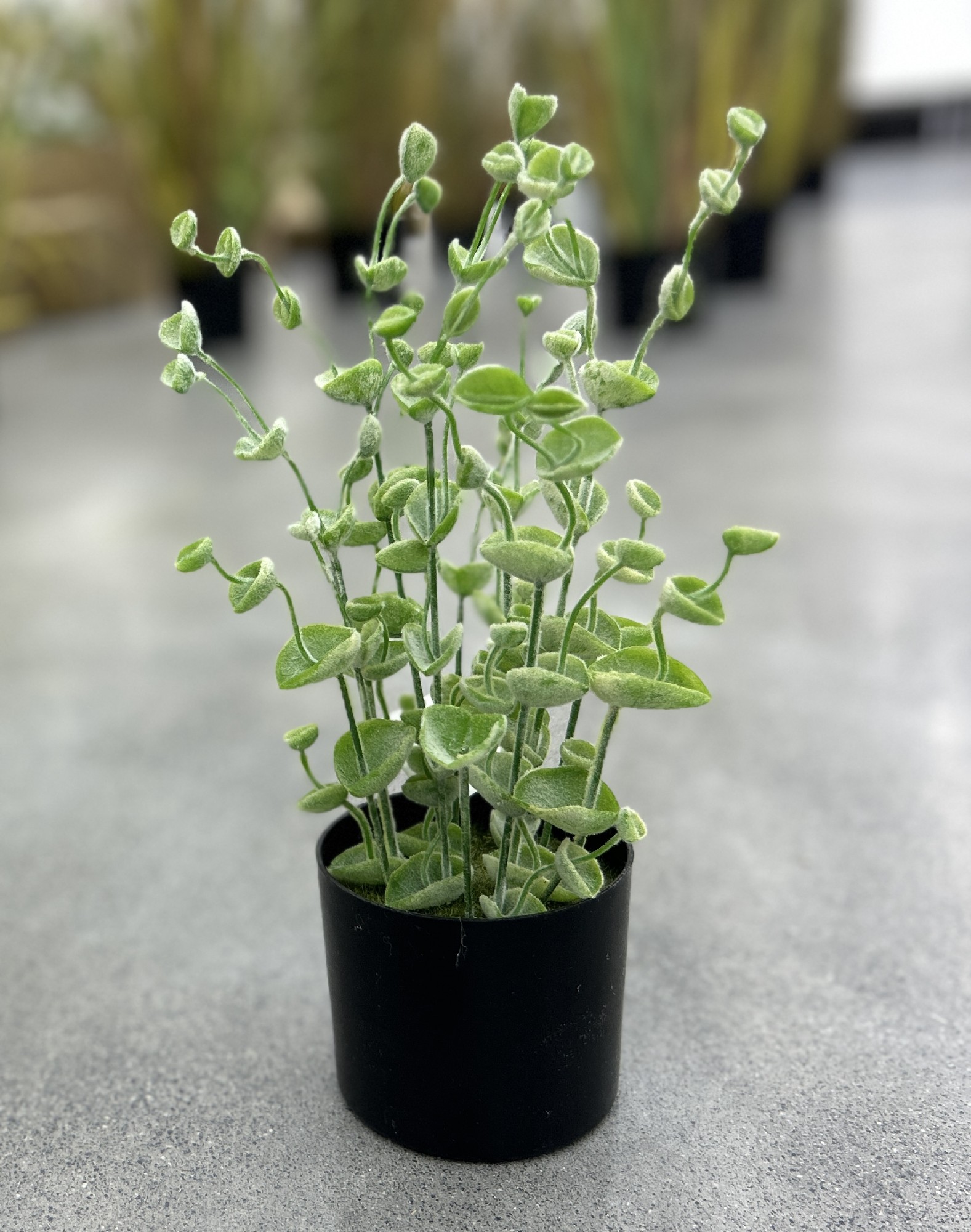 Leuchterblume, grün, H 30 cm, Ø 11 cm von fischer's lagerhaus