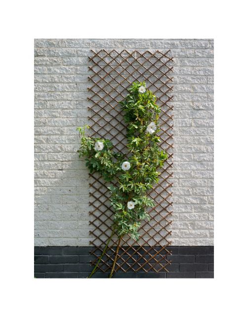 Nature Wilgen Klimrek - Klim-En Geleide Artikel - 60x180 cm