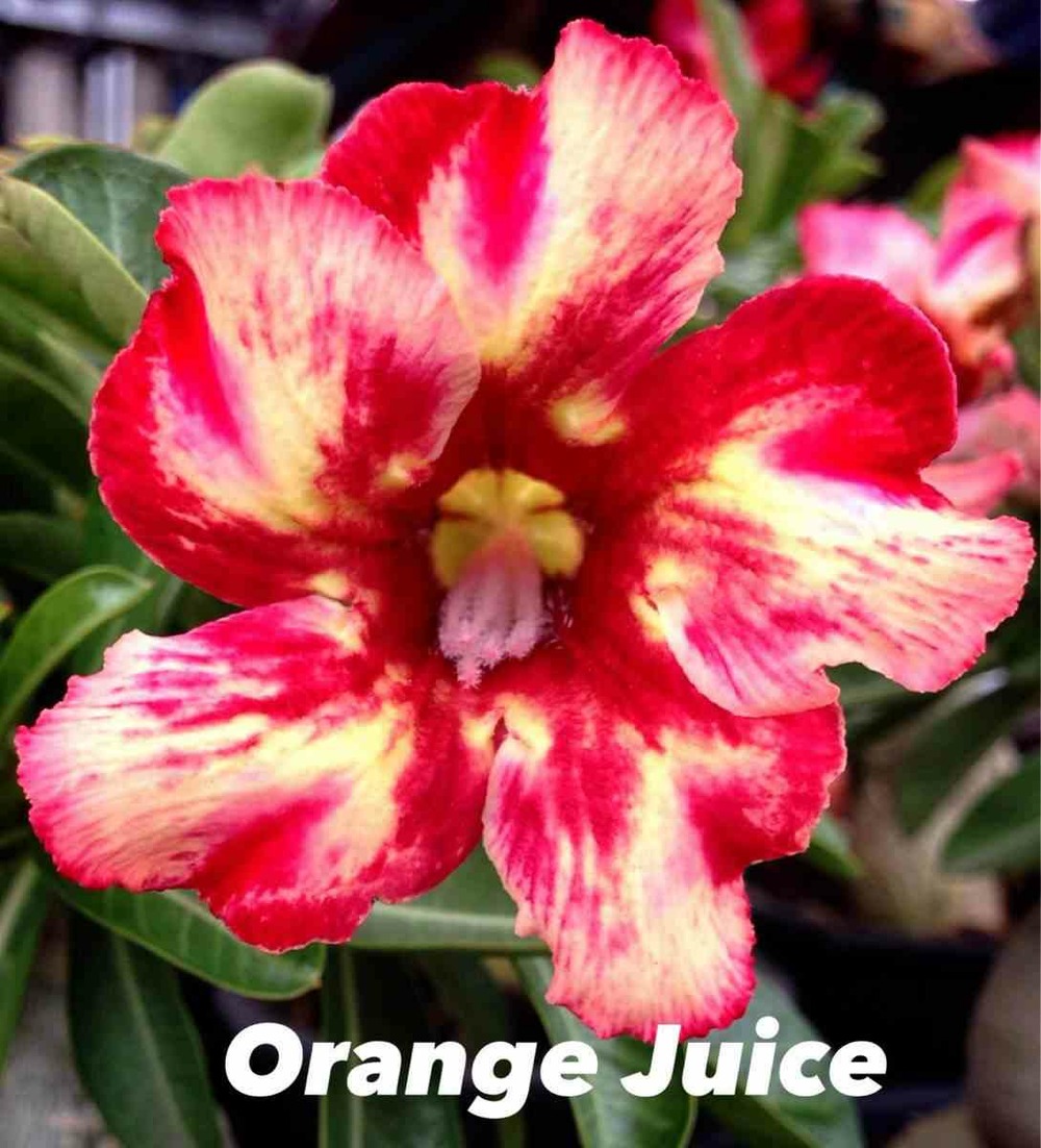 Adenium obesum cv.orange juice orange - taille caudex d'environ 300g 20/25cm