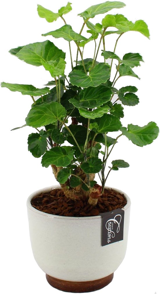 Intratuin Arrangement Rustiek Aralia (Polyscias) in schaal D 17 H 45 cm