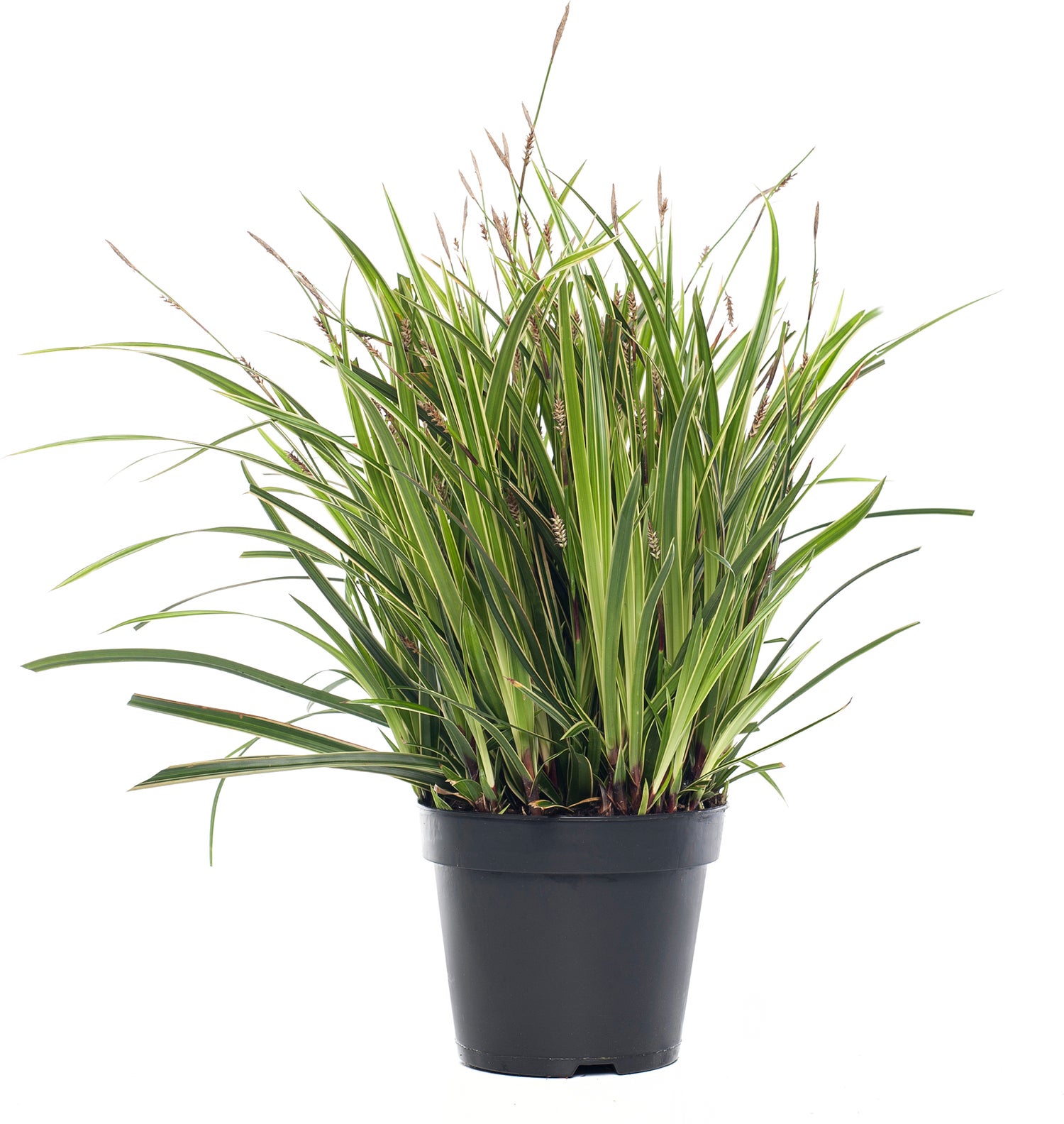 Zegge (Carex morrowii 'variegata') D 9 H 10 cm