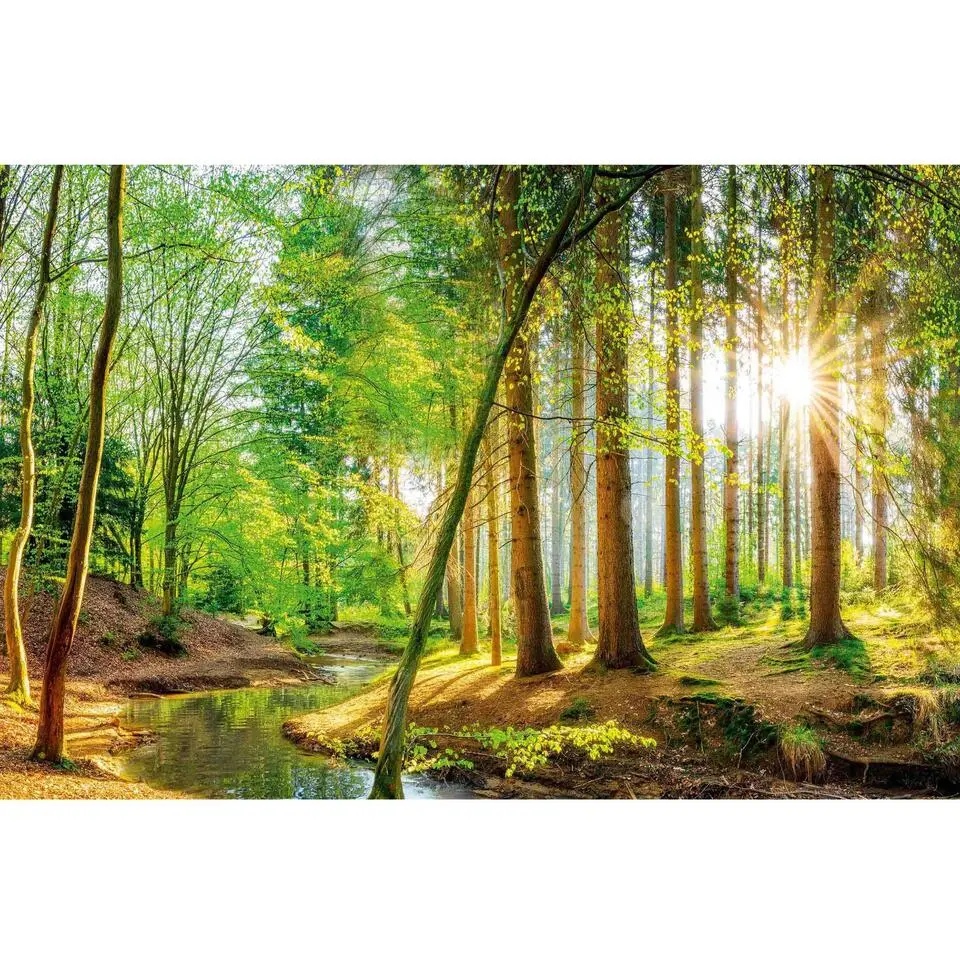 Fotobehang Bos in de zon - 260x384cm - Groen