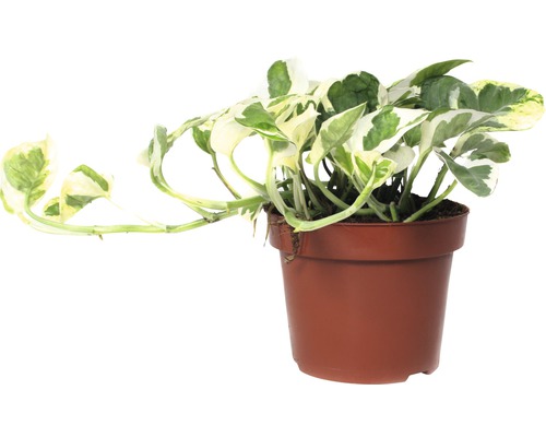 Efeutute FloraSelf Scindapsus pictus 'N'Joy' H 15-20 cm Ø 12 cm pot
