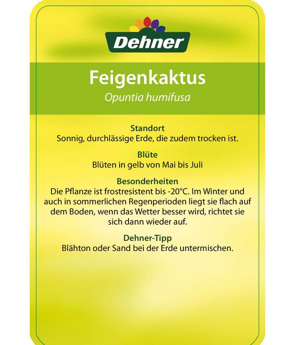 Feigenkaktus - Opuntia humifusa