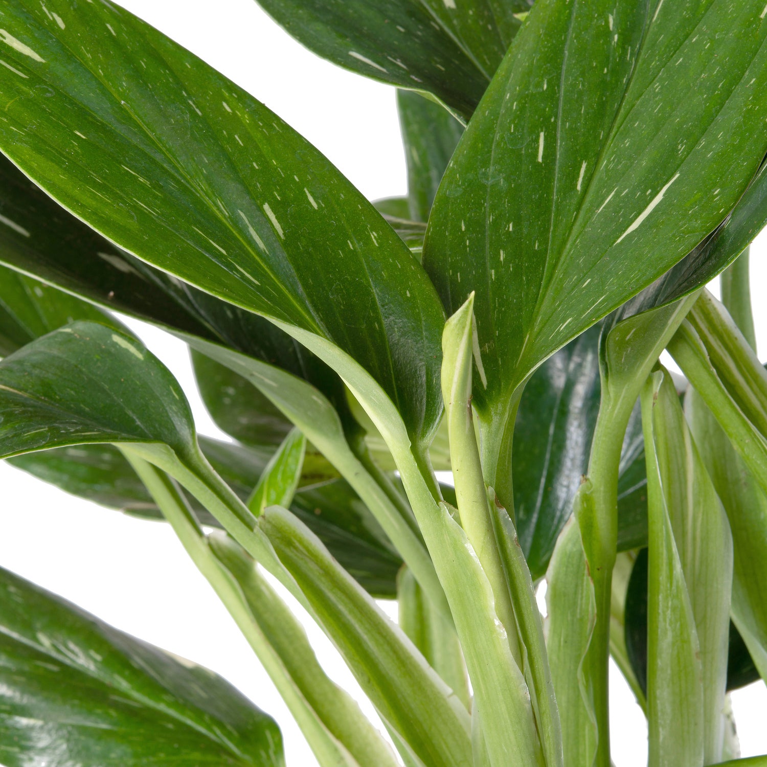 Philodendron (Philodendron 'Cobra') D 15 H 50 cm