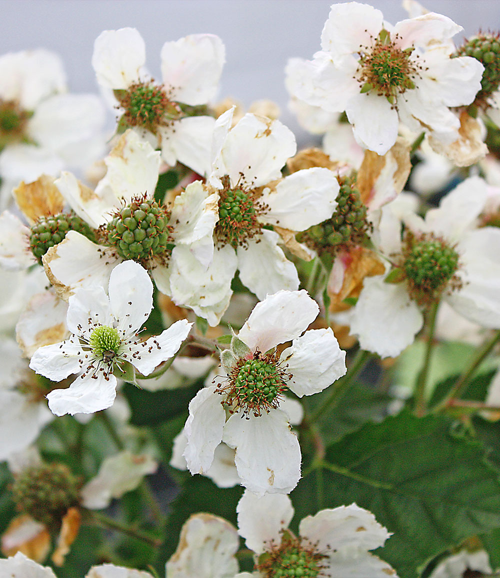 Brombeere 'Montblanc®'