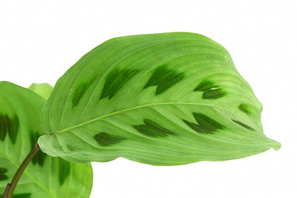 Marante - Maranta leuconeura Kerchoveana