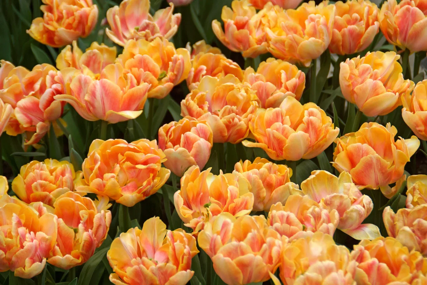 Tulipa gesneriana 'Foxy Foxtrot' Tulipan 'Foxy Foxtrot'