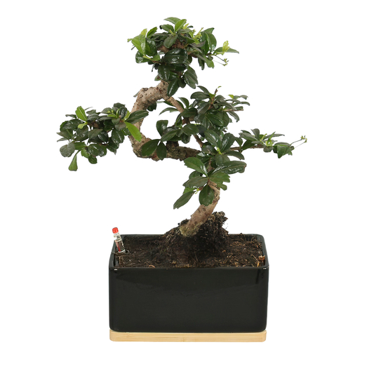 Bonsai carmona - céramique noire et bois