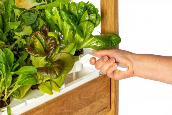 Click and Grow 25 - White (Salad Greens 54x pack)