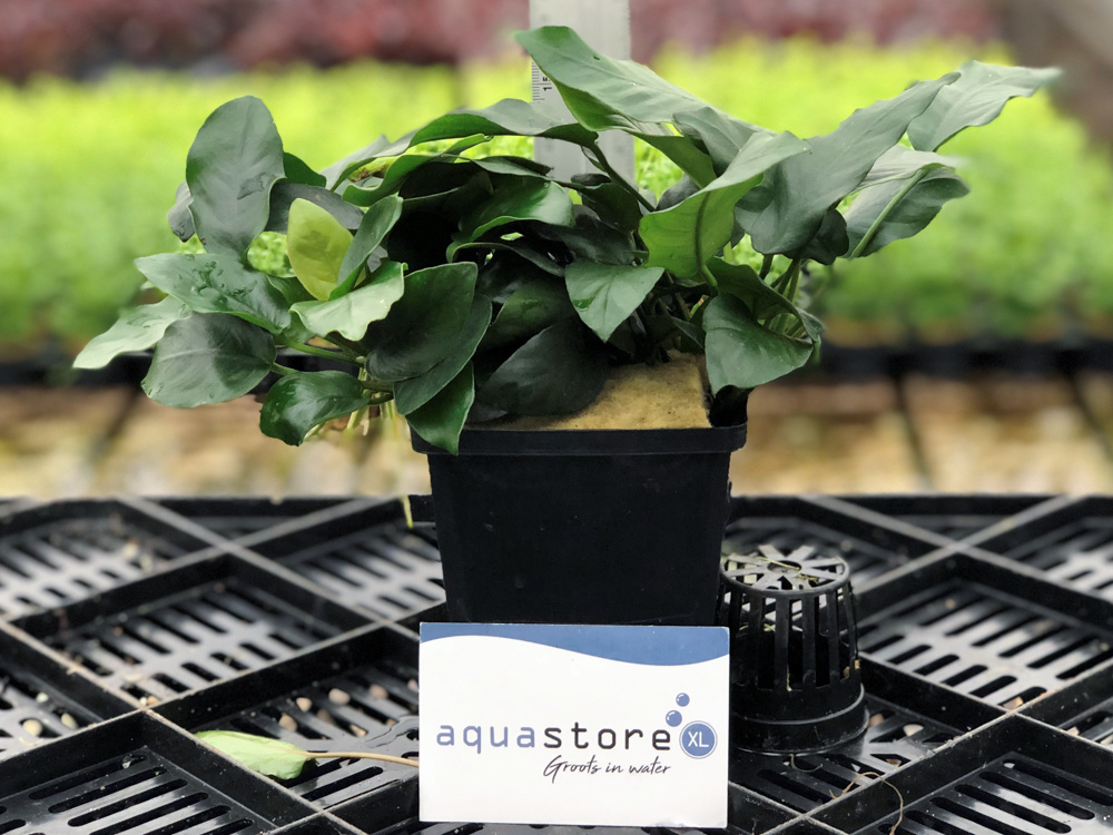 Anubias Nana - Extra Groot | AquastoreXL