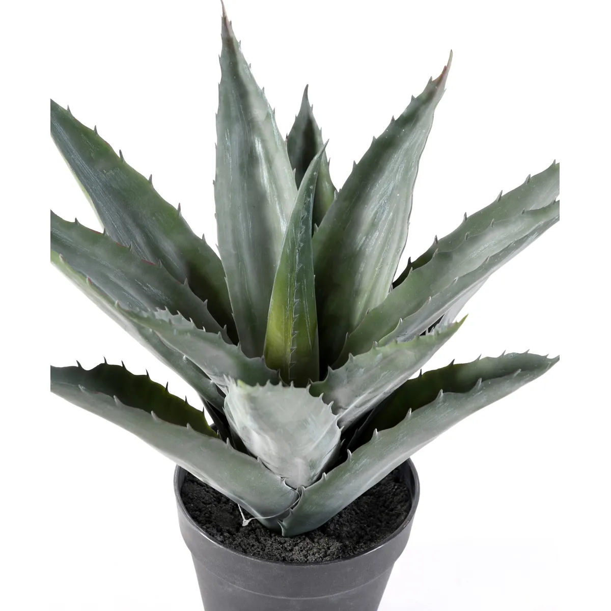 Pegane Agave - 43 x 45 cm