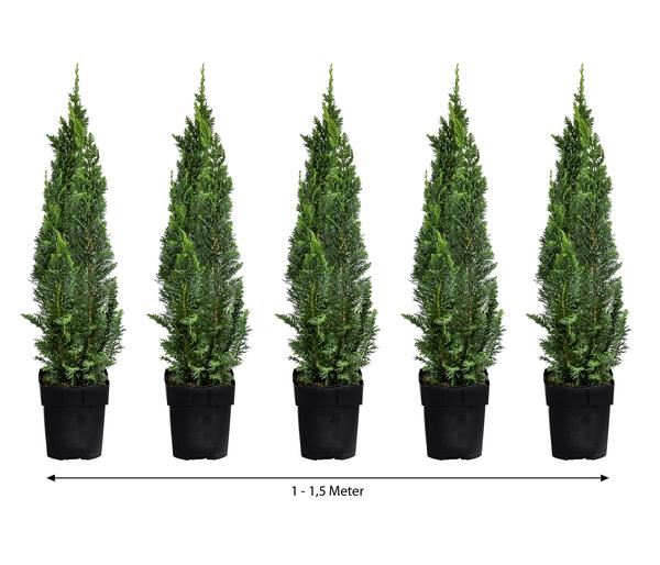 1-1,5 Meter Gartenzypresse 'Little Spire', 5x